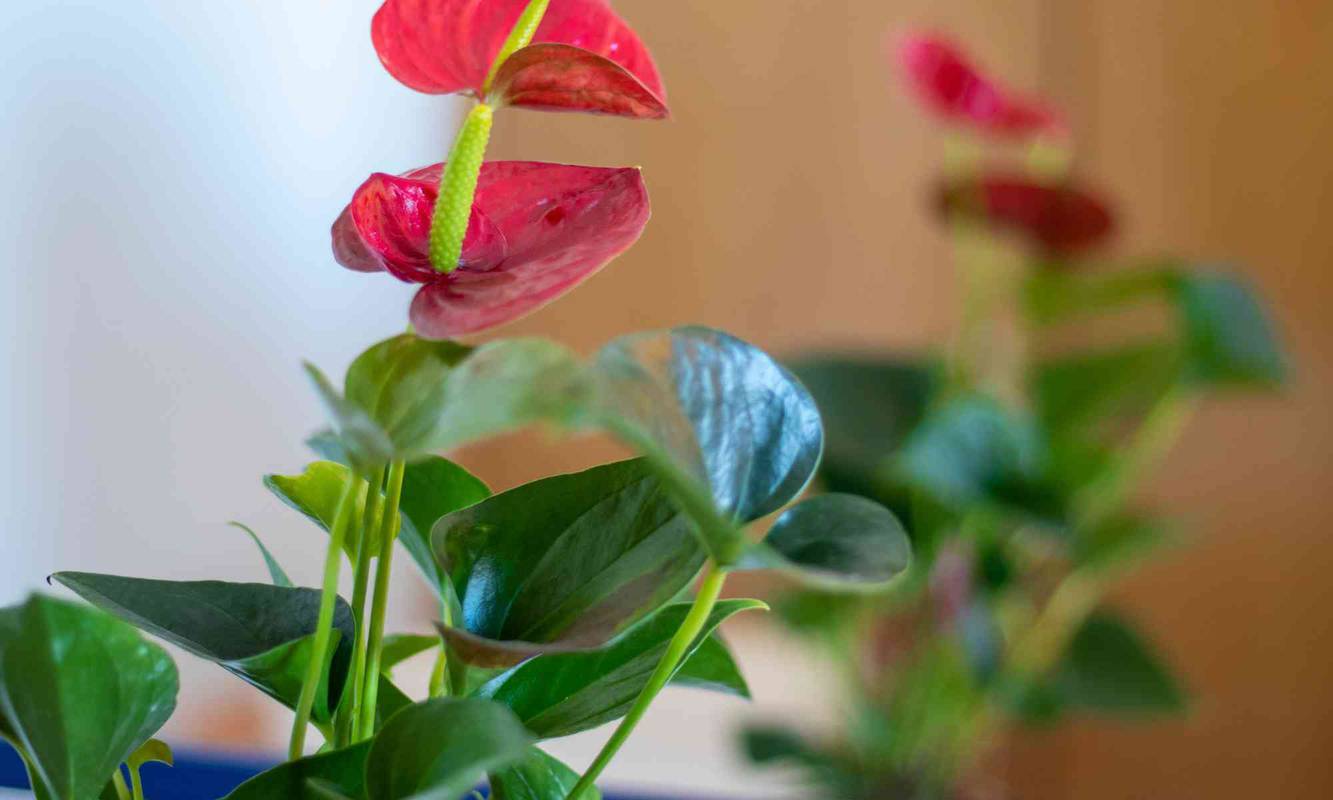 Welcome to Hotel Maritur - Adults Only Albufeira Welcome to Hotel Maritur - Adults Only Albufeira